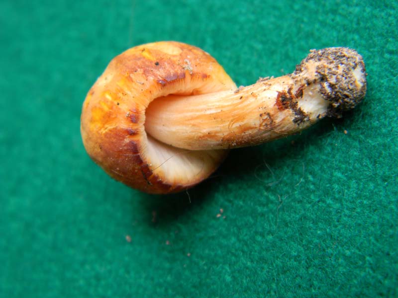 Fotografato il 22.04.2011.bosco di Quercia