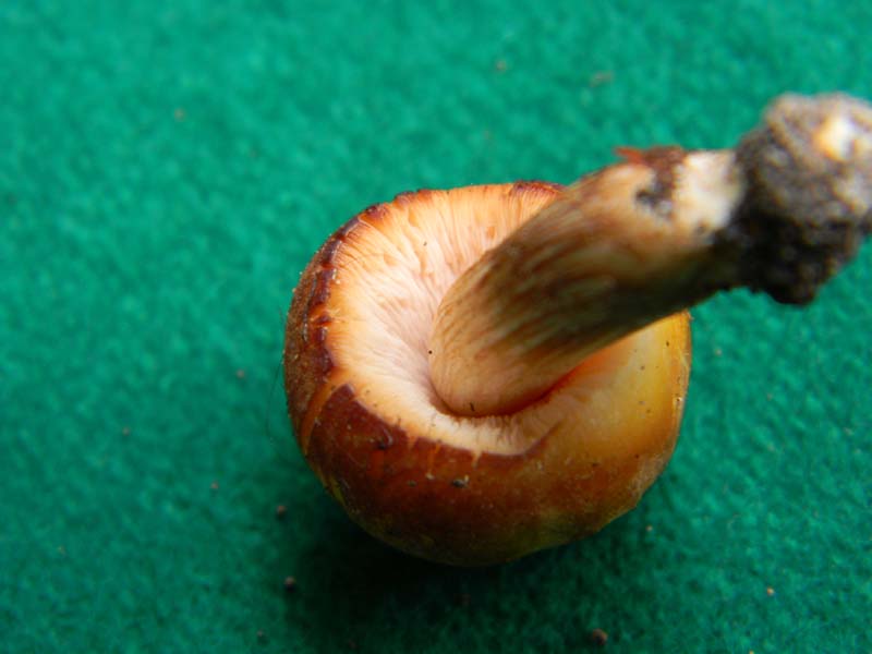 Fotografato il 22.04.2011.bosco di Quercia