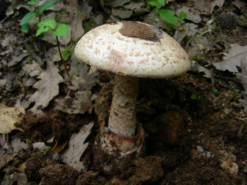 Fotografati nel mese di giugno sotto Quercia