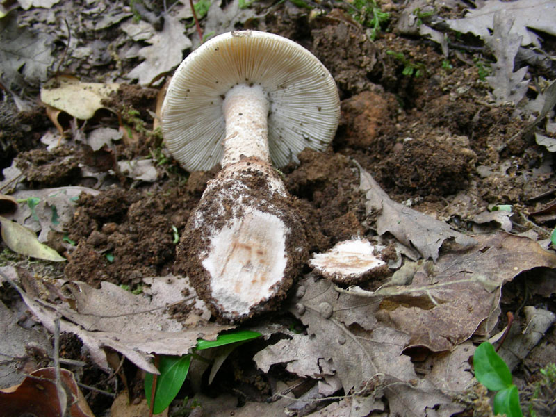 Fotografati nel mese di giugno sotto Quercia