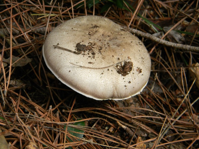 Agaricus sp -  Fotografati il.4.11.2011 Sotto Leccio e Pino