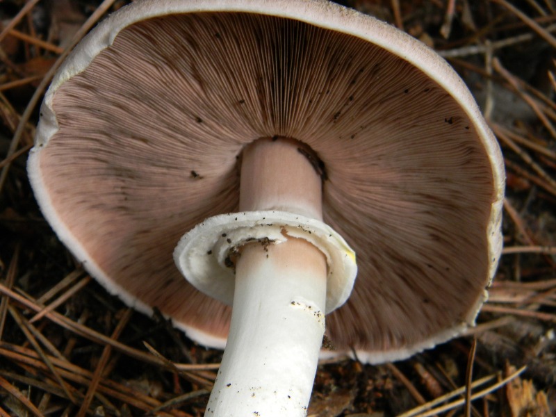 Agaricus sp -  Fotografati il.4.11.2011 Sotto Leccio e Pino