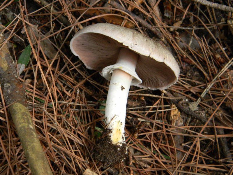 Agaricus sp -  Fotografati il.4.11.2011 Sotto Leccio e Pino