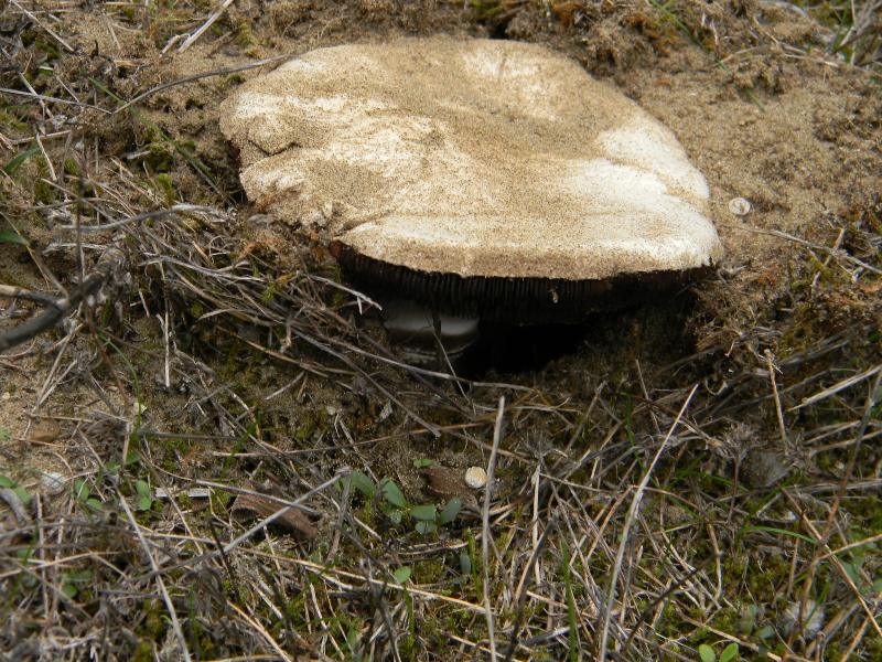 Agaricus sp -  Fotografati il.4.11.2011 Sotto Leccio e Pino