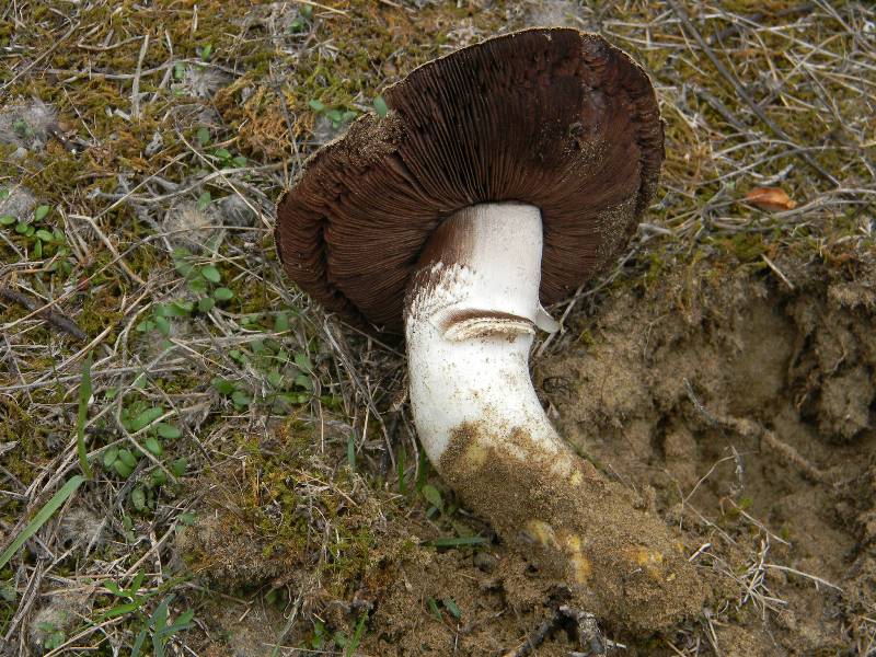 Agaricus sp -  Fotografati il.4.11.2011 Sotto Leccio e Pino