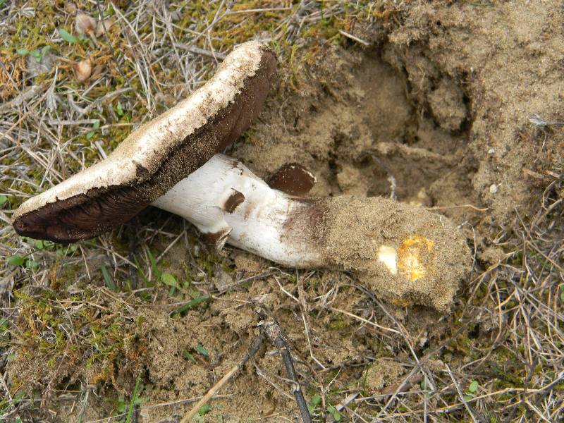 Agaricus sp -  Fotografati il.4.11.2011 Sotto Leccio e Pino