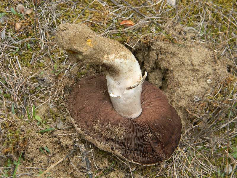 Agaricus sp -  Fotografati il.4.11.2011 Sotto Leccio e Pino