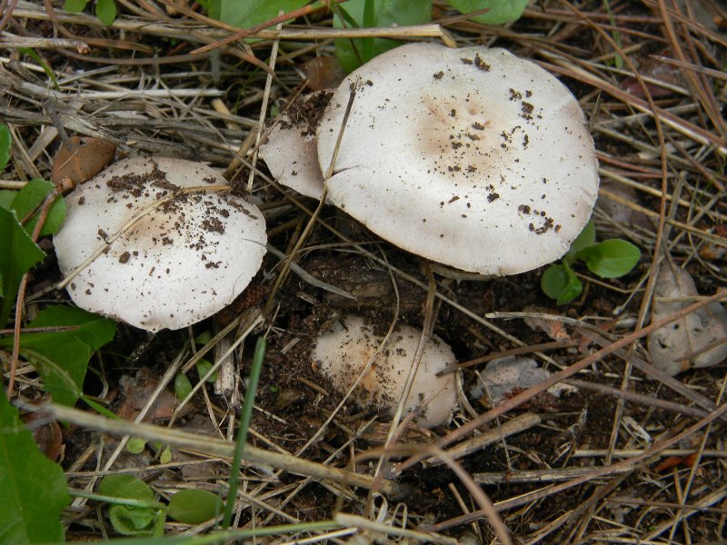 Agaricus sp -  Fotografati il.4.11.2011 Sotto Leccio e Pino