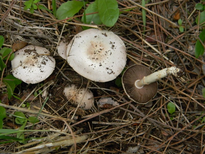 Agaricus sp -  Fotografati il.4.11.2011 Sotto Leccio e Pino