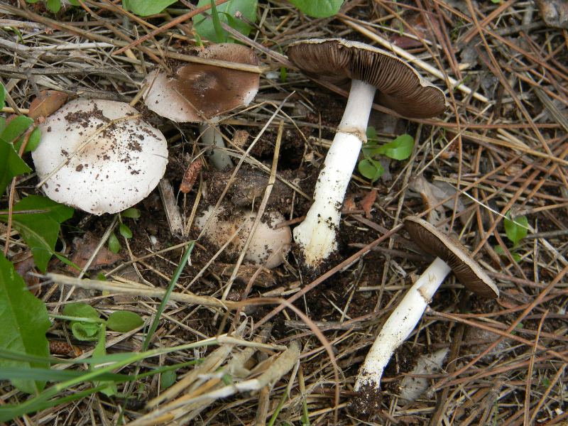 Agaricus sp -  Fotografati il.4.11.2011 Sotto Leccio e Pino