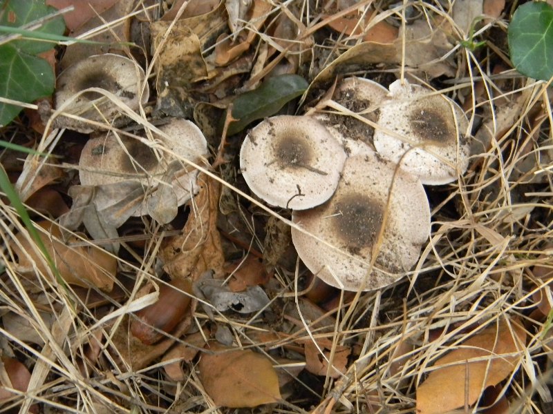 Agaricus sp. - Fotografati parco pubblico 4.11.2011.