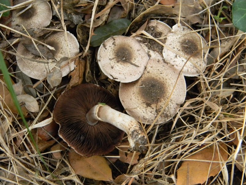 Agaricus sp. - Fotografati parco pubblico 4.11.2011.