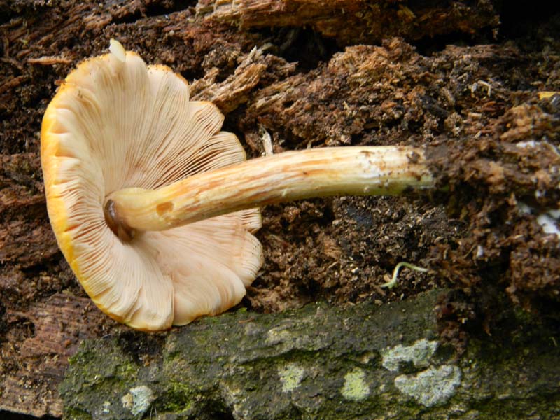 Fotografato il 22.04.2011.bosco di Quercia