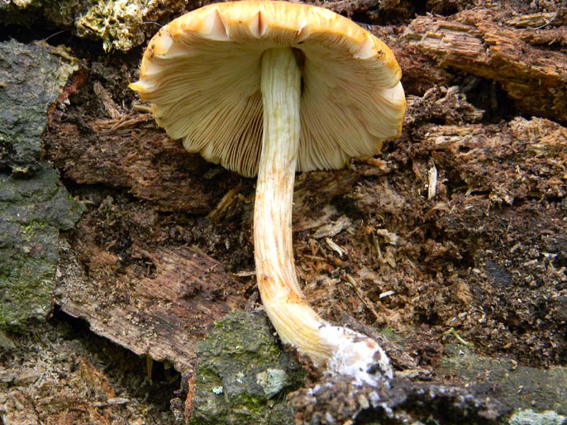 Fotografato il 22.04.2011.bosco di Quercia