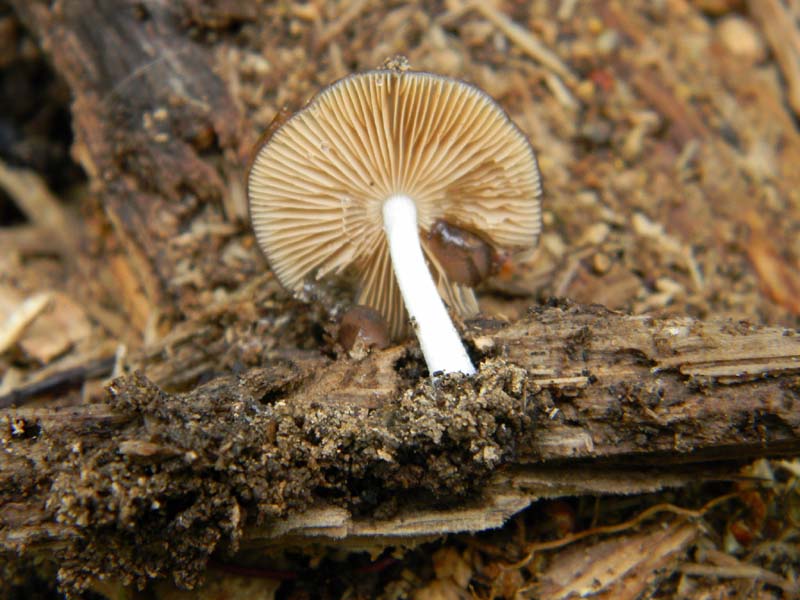 Ritrovamento del 23.04.2011.bosco di Quercia