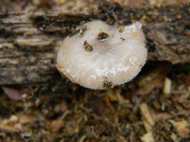 Ritrovamento del 23.04.2011.bosco di Quercia