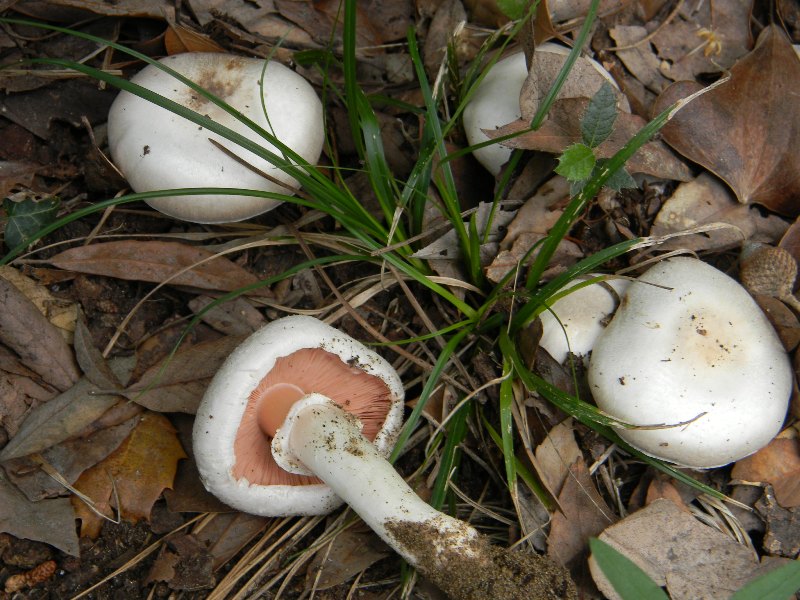 Agaricus sp. - Fotografati parco pubblico 4.11.2011.