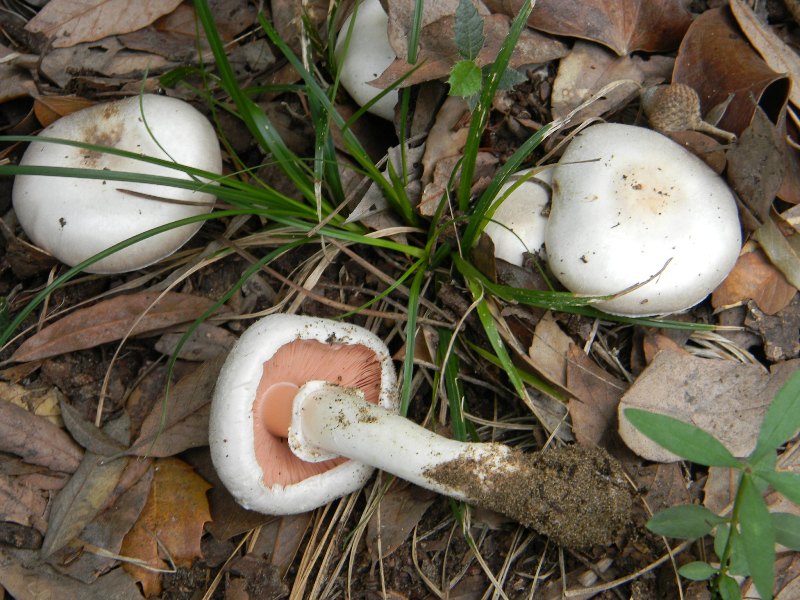 Agaricus sp. - Fotografati parco pubblico 4.11.2011.