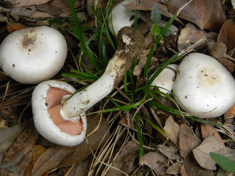 Agaricus sp. - Fotografati parco pubblico 4.11.2011.