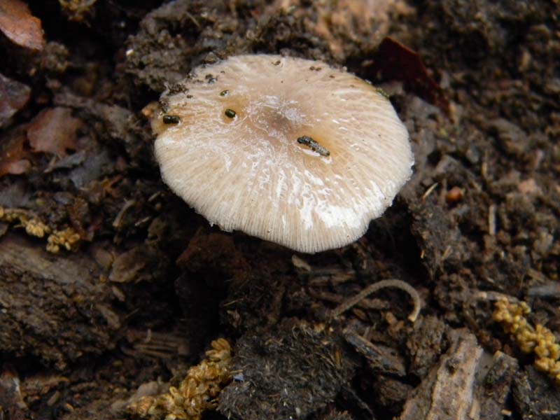 Ritrovamenti del 26.04.2011.tutti sotto Quercia