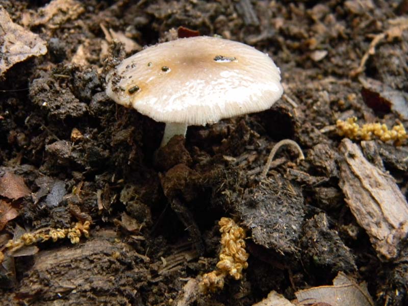 Ritrovamenti del 26.04.2011.tutti sotto Quercia