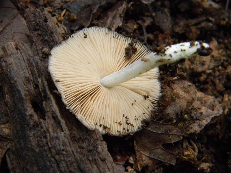 Ritrovamenti del 26.04.2011.tutti sotto Quercia