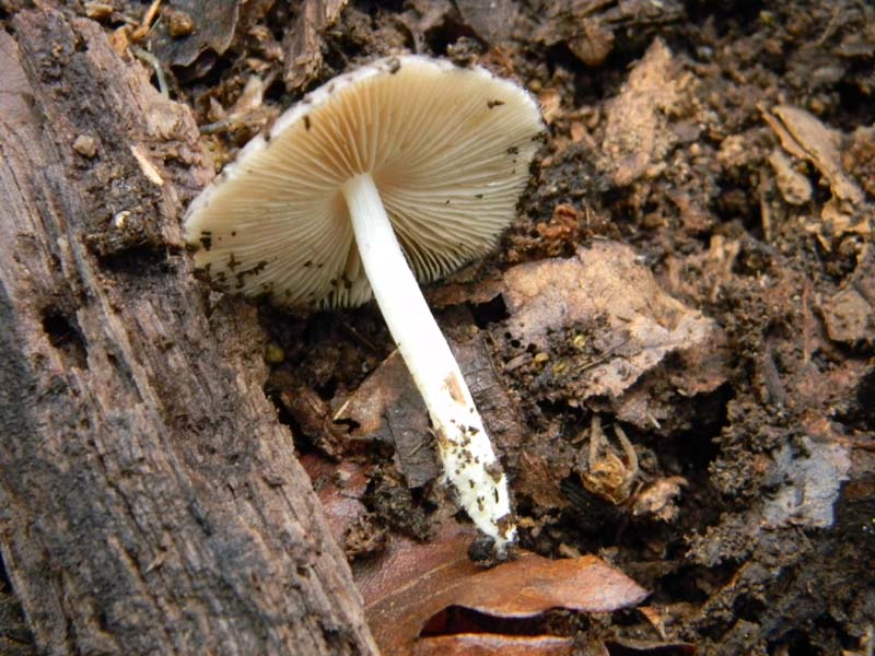 Ritrovamenti del 26.04.2011.tutti sotto Quercia