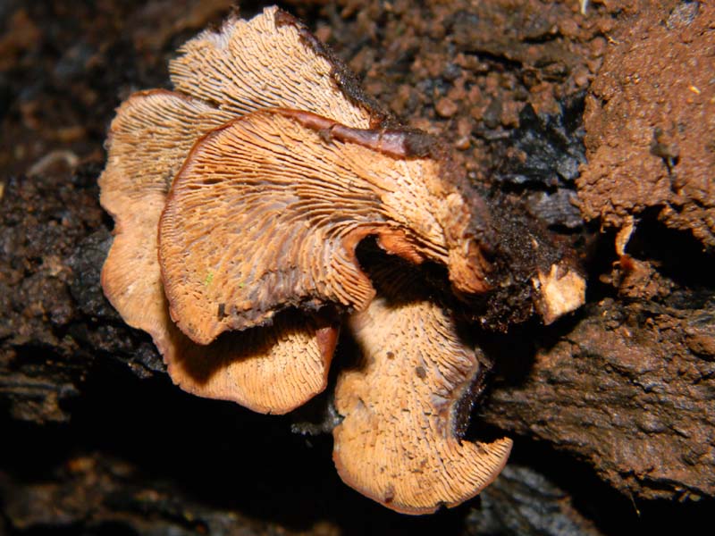 Ritrovamenti del 26.04.2011.tutti sotto Quercia