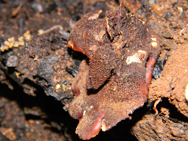 Ritrovamenti del 26.04.2011.tutti sotto Quercia