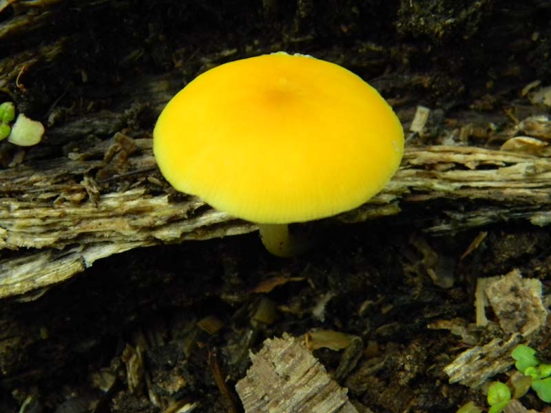 Ritrovamenti del 26.04.2011.tutti sotto Quercia