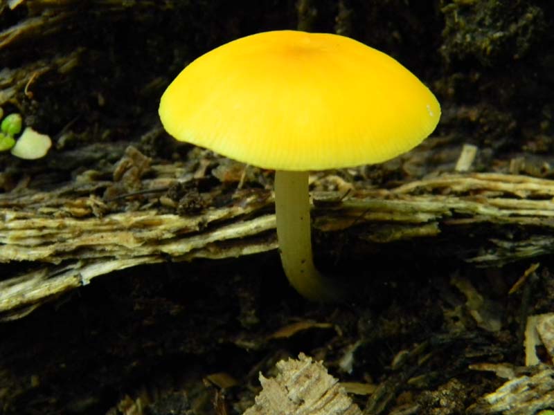 Ritrovamenti del 26.04.2011.tutti sotto Quercia