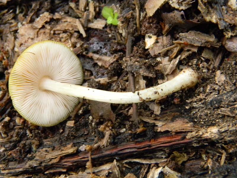 Ritrovamenti del 26.04.2011.tutti sotto Quercia