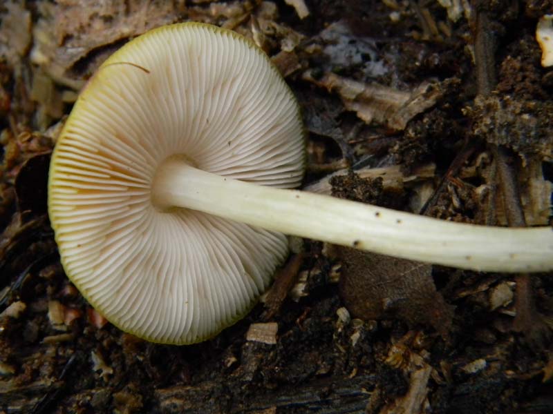 Ritrovamenti del 26.04.2011.tutti sotto Quercia