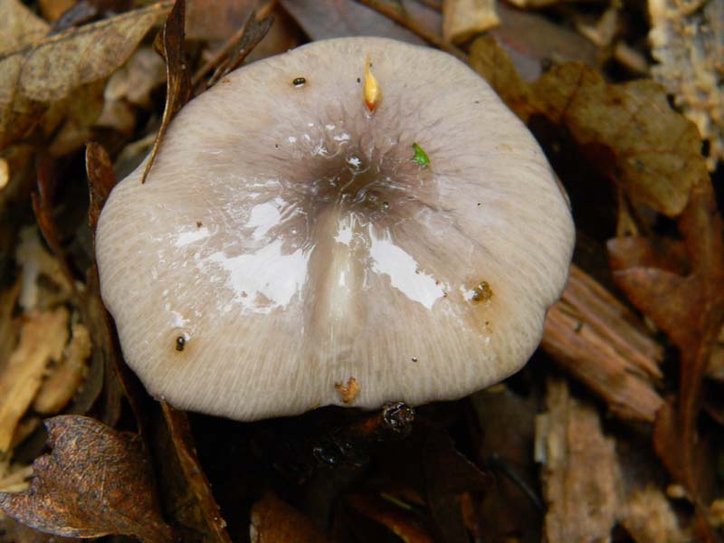 Ritrovamenti del 26.04.2011.tutti sotto Quercia