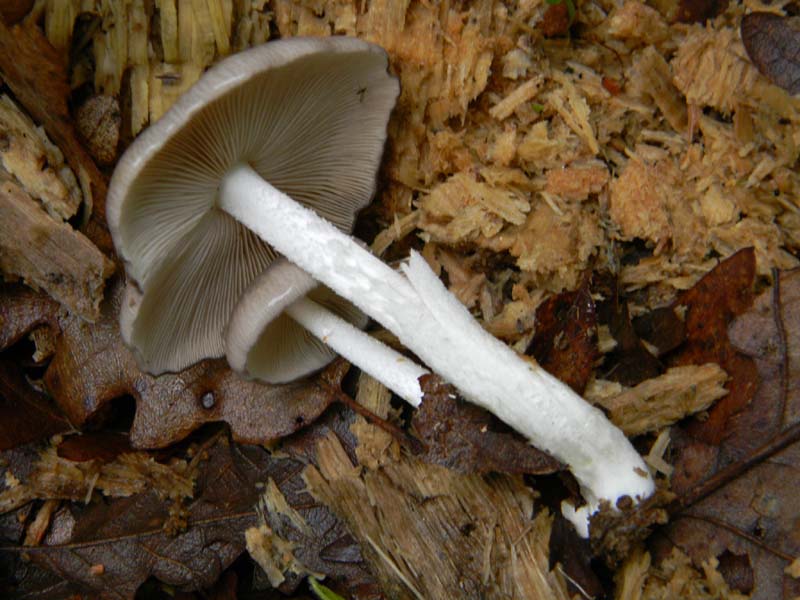 Ritrovamenti del 26.04.2011.tutti sotto Quercia