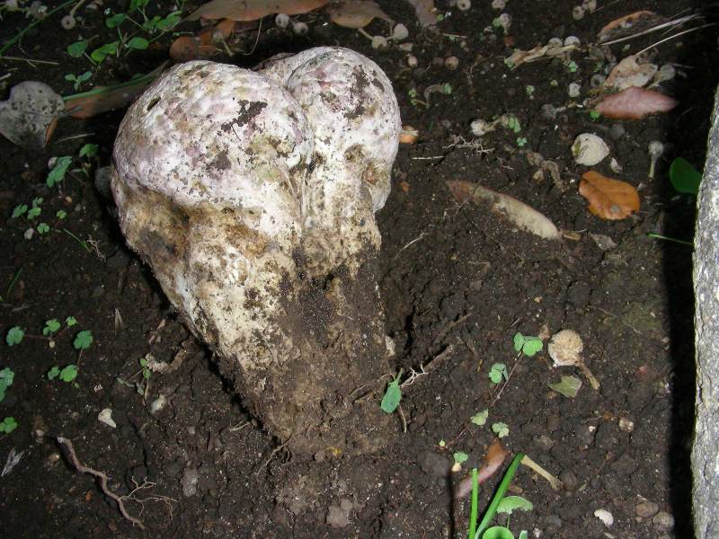 Vecchio ritrovamento nel territorio di Cerenova