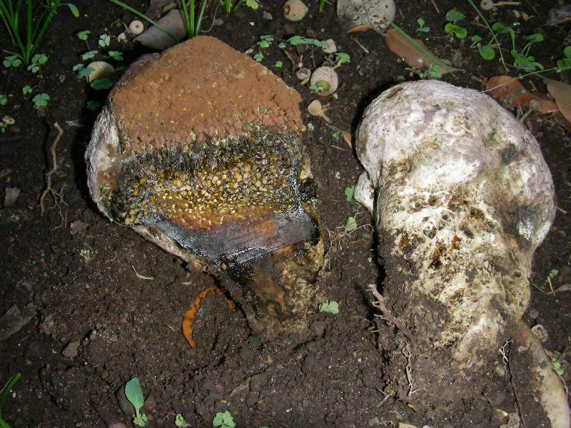 Vecchio ritrovamento nel territorio di Cerenova