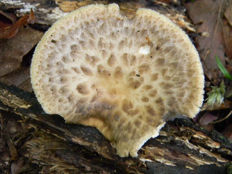 Ritrovamenti del 26.04.2011.tutti sotto Quercia