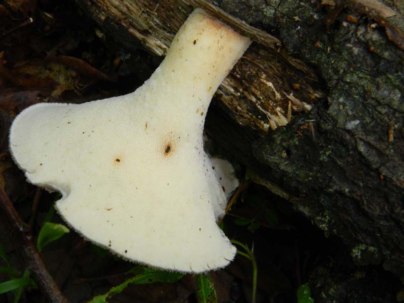 Ritrovamenti del 26.04.2011.tutti sotto Quercia