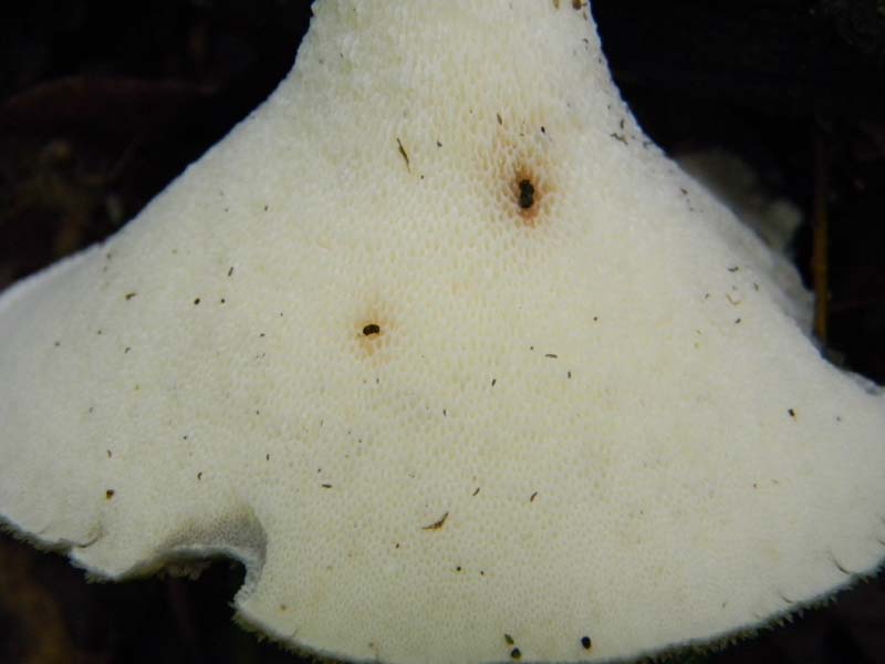 Ritrovamenti del 26.04.2011.tutti sotto Quercia