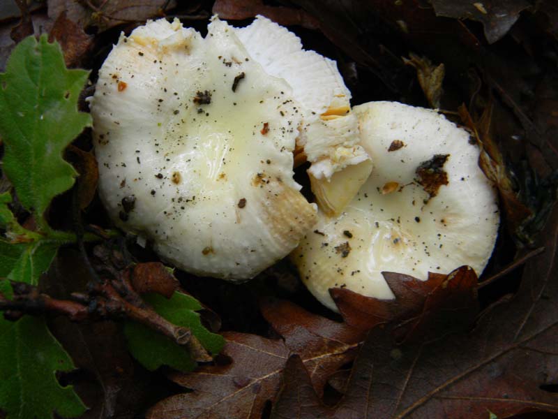 Ritrovamenti del 26.04.2011.tutti sotto Quercia