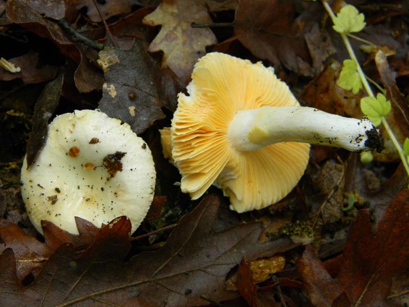 Ritrovamenti del 26.04.2011.tutti sotto Quercia