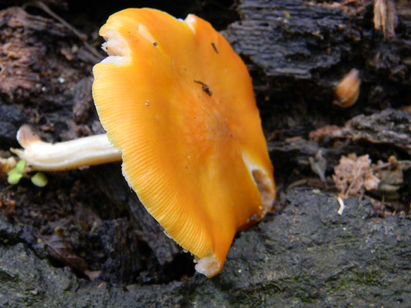 Ritrovamenti del 26.04.2011.tutti sotto Quercia