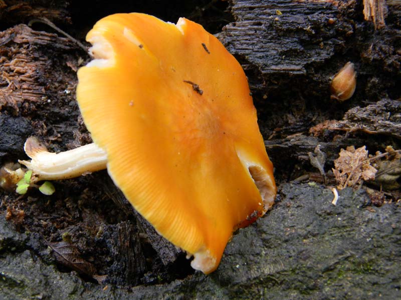 Ritrovamenti del 26.04.2011.tutti sotto Quercia