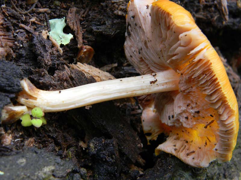 Ritrovamenti del 26.04.2011.tutti sotto Quercia