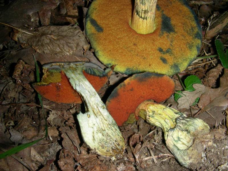 Vecchi ritrovamenti di luglio sotto Quercia e Castagno