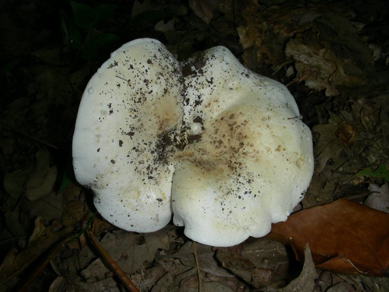 Vecchi ritrovamenti di luglio sotto Quercia e Castagno
