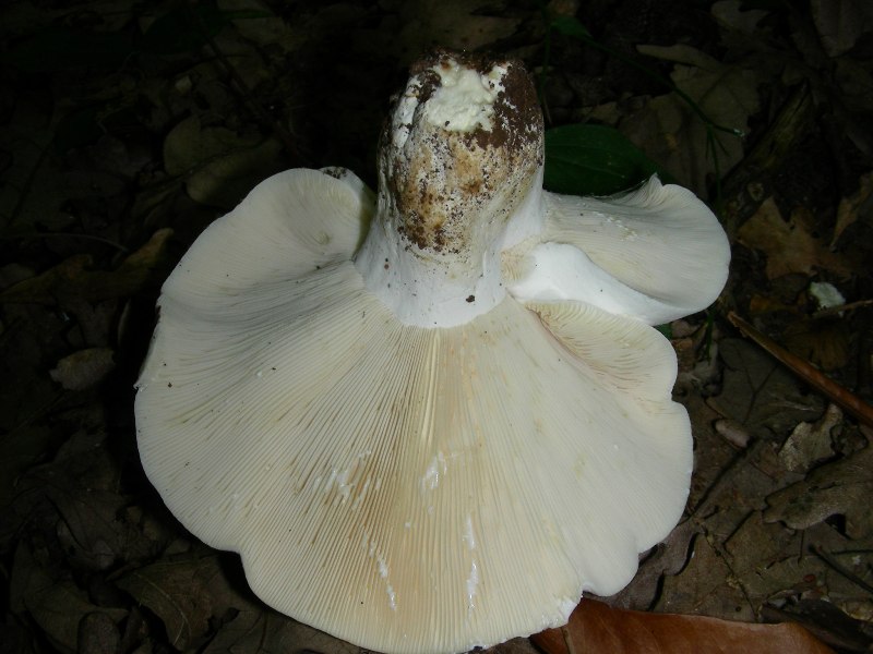 Vecchi ritrovamenti di luglio sotto Quercia e Castagno