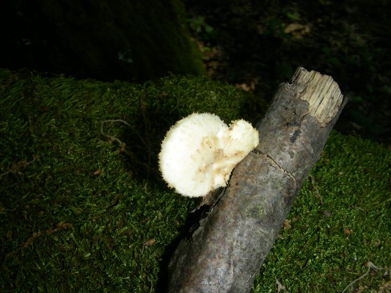 Vecchi ritrovamenti di luglio sotto Quercia e Castagno
