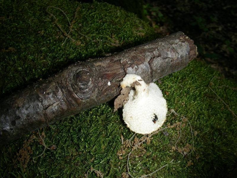 Vecchi ritrovamenti di luglio sotto Quercia e Castagno